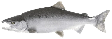 Sockeye salmon